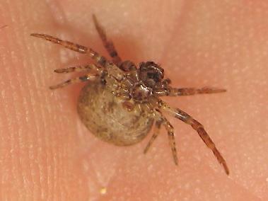Ozyptila sp.