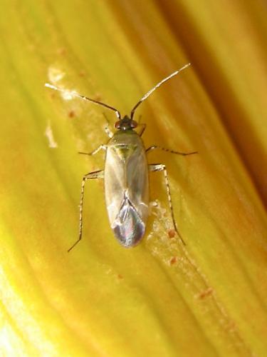 Réf. 143 402 : Plagiognathus arbustorum