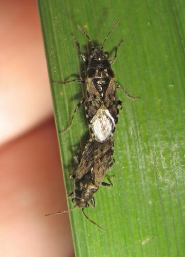 Heterogaster urticae