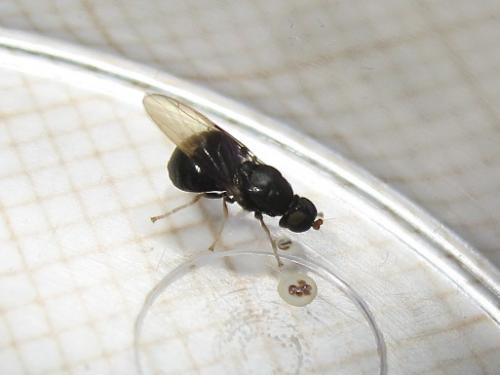 Pachygaster atra