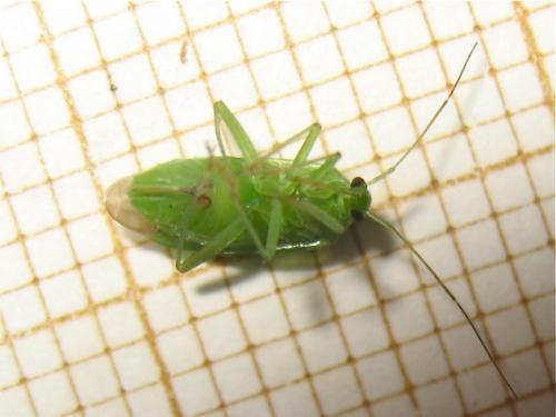 Réf. 143 632 : Lygocoris pabulinus