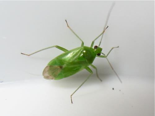 Réf. 143 633 : Lygocoris pabulinus