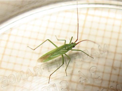 Réf. 143 635 : Trigonotylus sp.