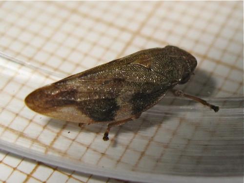 Aphrophora alni