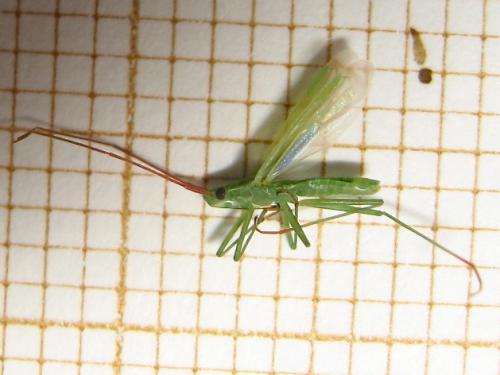 Réf. 143 636 : Trigonotylus sp.