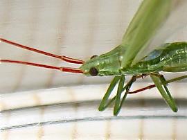 Réf. 143 726 : Trigonotylus sp.