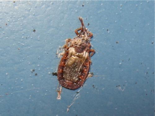 Aneurus avenius
