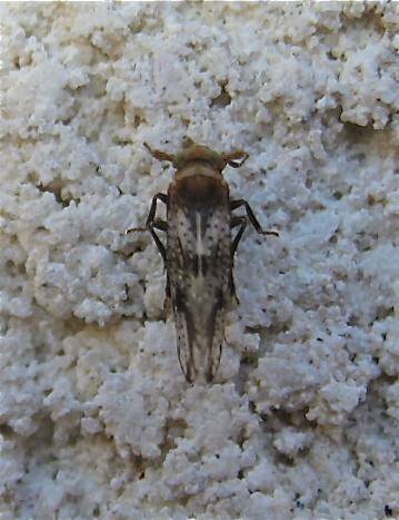 Réf. 143 714 : Conomelus sp.