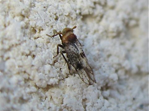 Réf. 143 713 : Conomelus sp.