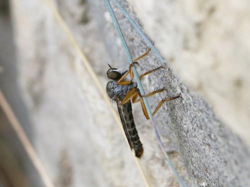 Neomochtherus pallipes