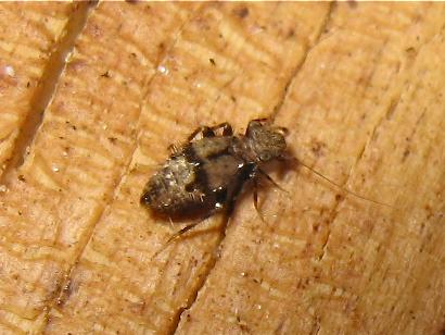 Pteroxanium kelloggi