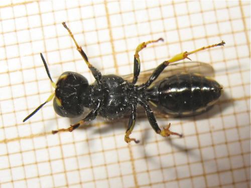 Ectemnius cavifrons