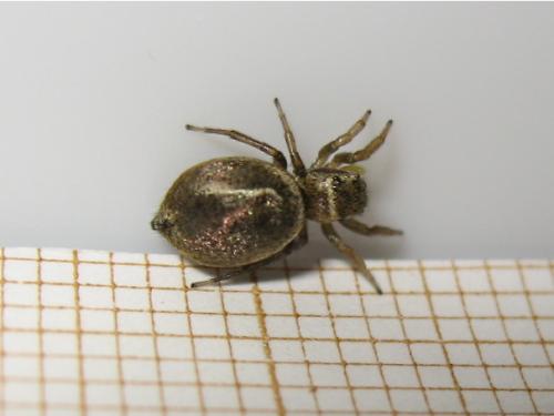 Heliophanus tribulosus