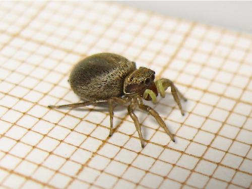 Heliophanus tribulosus