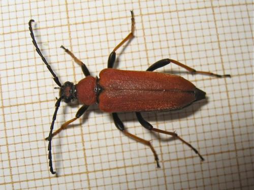 Stictoleptura rubra