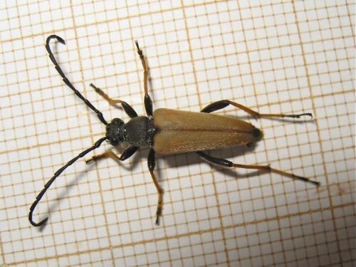 Stictoleptura rubra