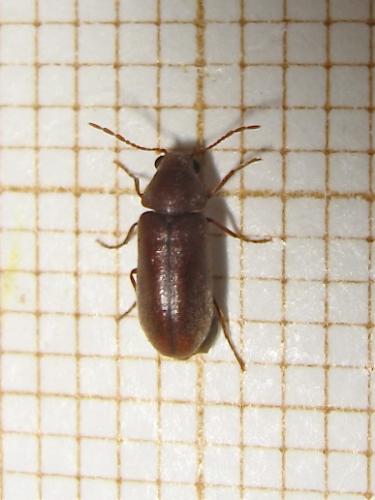 Ernobius mollis