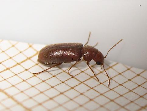 Ernobius mollis