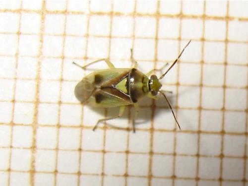 Réf. 143 805 : Orthops sp.