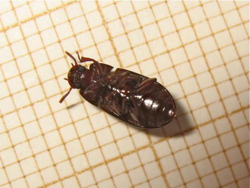 Alphitobius diaperinus