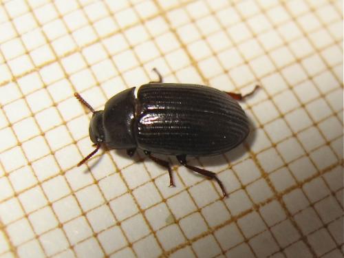 Alphitobius diaperinus
