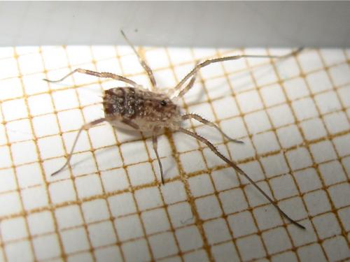Homalenotus quadridentatus