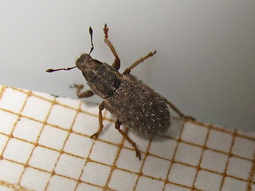 Réf. 143 898 : Sitona hispidulus