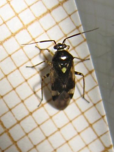 Réf. 143 899 : Orthops sp.