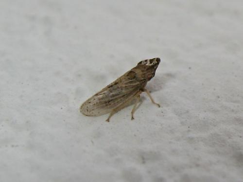Réf. 143 946 : Eupelix cuspidata