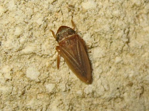 Aphrodes sp.
