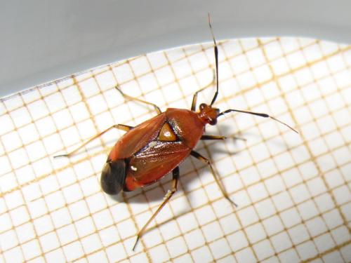 Réf. 143 947 : Deraeocoris ruber