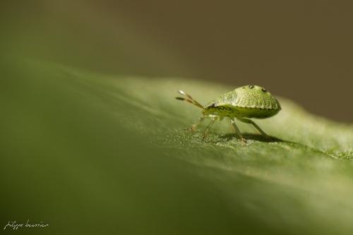 Palomena prasina