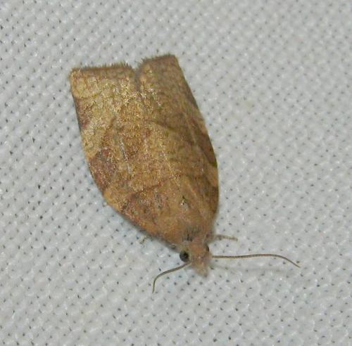 Pandemis cerasana