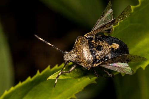 Rhaphigaster nebulosa