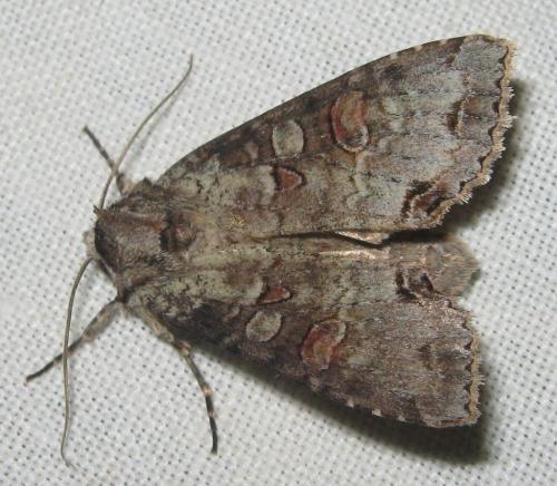 Réf. 143 646 : Polia hepatica