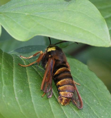 Sesia apiformis