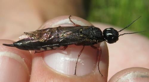 Xiphydria camelus