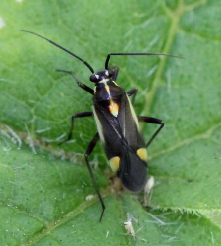 Capsodes sulcatus