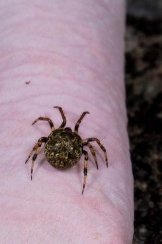 Dipoena melanogaster