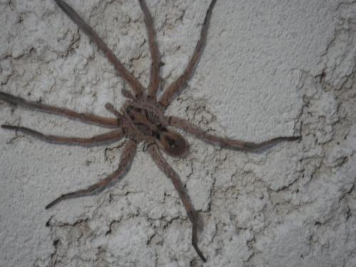 Hogna radiata