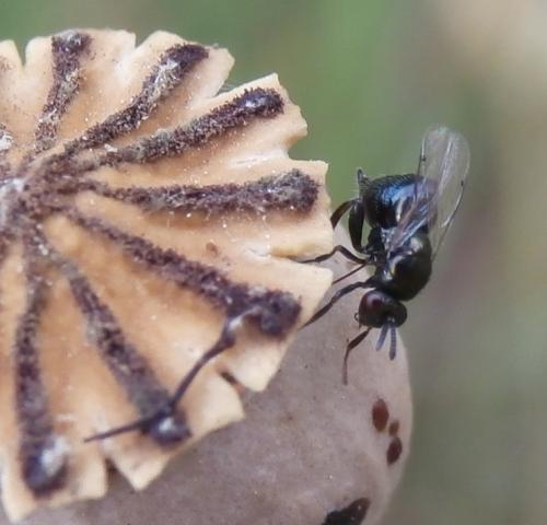 Ormyrus papaveris