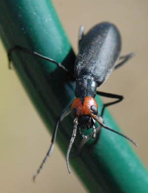 Réf. 143 774 : Epicauta rufidorsum