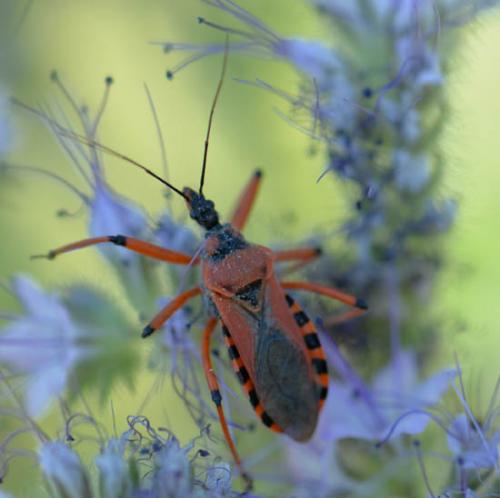 Rhynocoris sp.