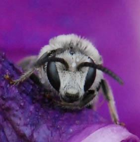 Lasioglossum sp.