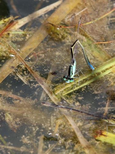 Ischnura elegans