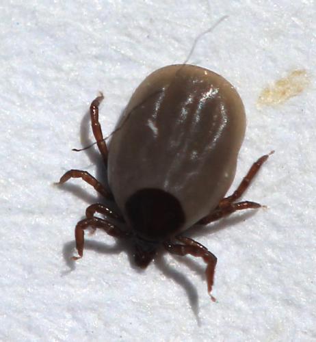 Ixodes festai