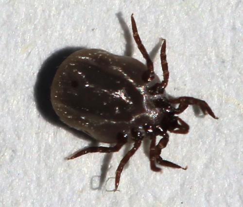 Ixodes festai