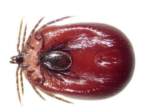 Ixodes ricinus