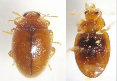 Rhyzobius litura