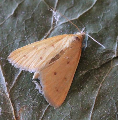 Réf. 143 583 : Achyra nudalis